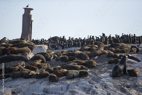 Cape fur seals (Arctocephalus pusillus pusillus), Seal Island, False Bay, Simonstown, Western Cape photo