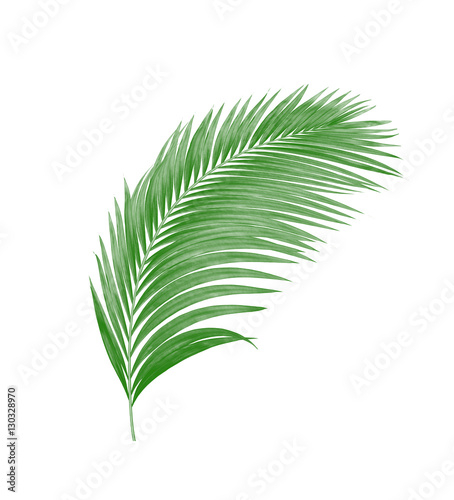 Fototapeta Naklejka Na Ścianę i Meble -  green leaves of palm tree isolated on white background