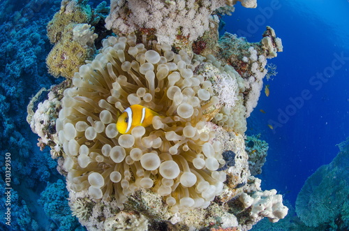 Red sea anemone fish (amphiprion bicinctus) and Haddons's anemone, Ras Mohammed National Park, Red Sea, Egypt  photo