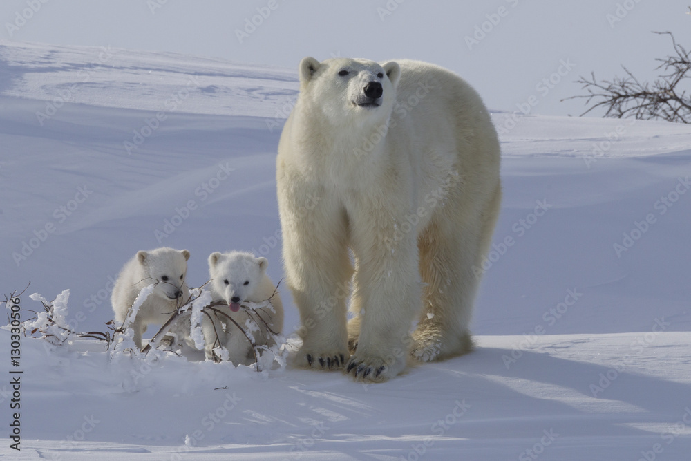 Polar bear (Ursus maritimus) and cubs, Wapusk National Park, Churchill, Hudson Bay, Manitoba, Canada