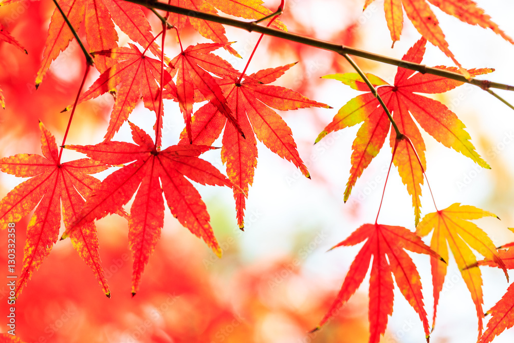 Autumn maple leaves background