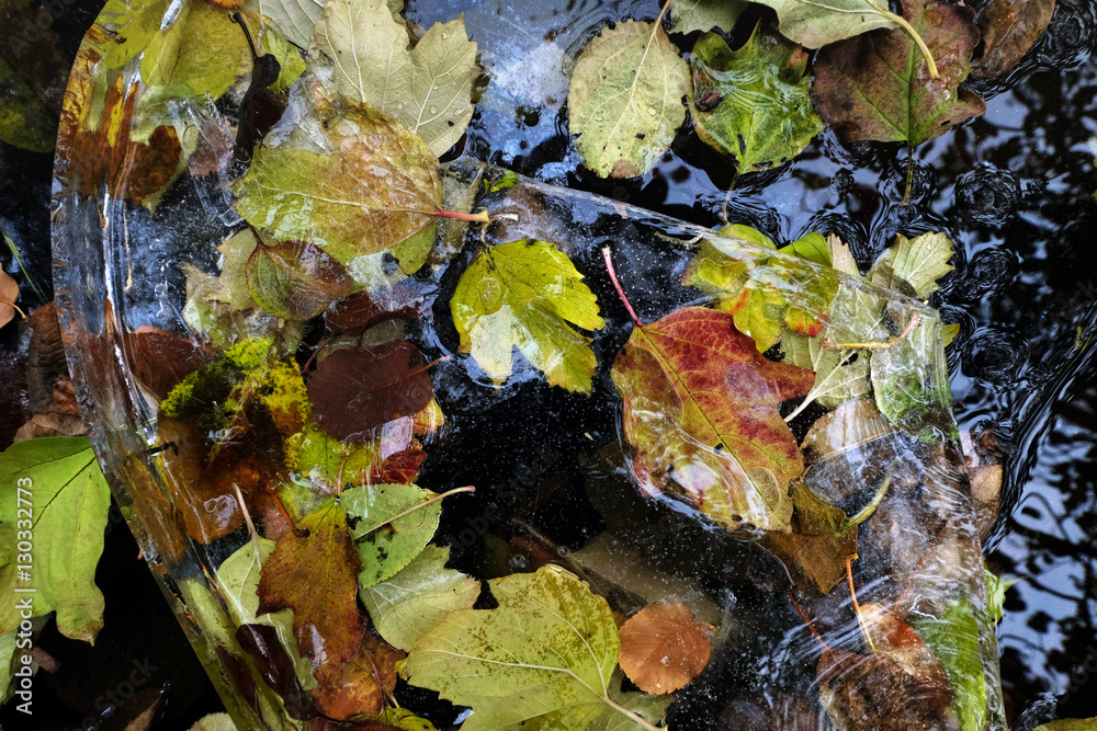 the multi-colored fallen leaves have frozen in ice