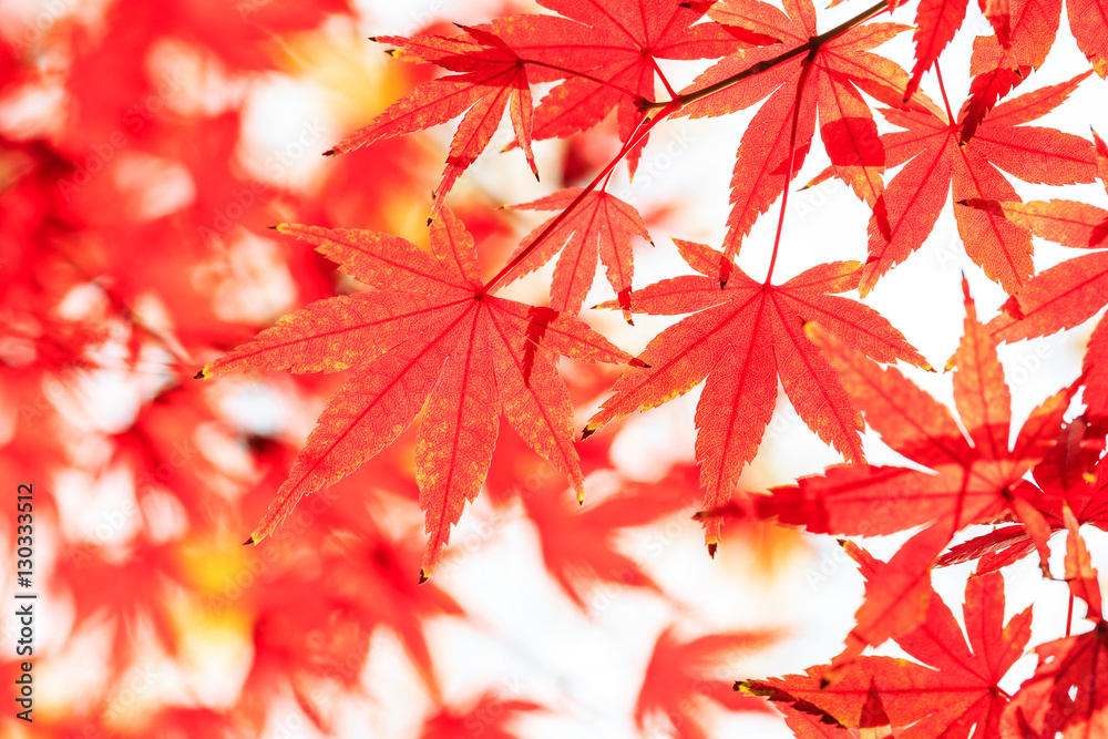 Autumn maple leaves background Autumn maple leaves background