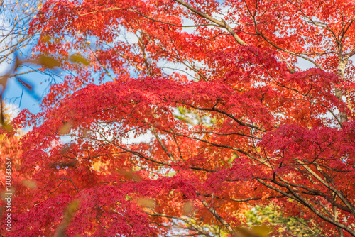 Japanese maple leaves,