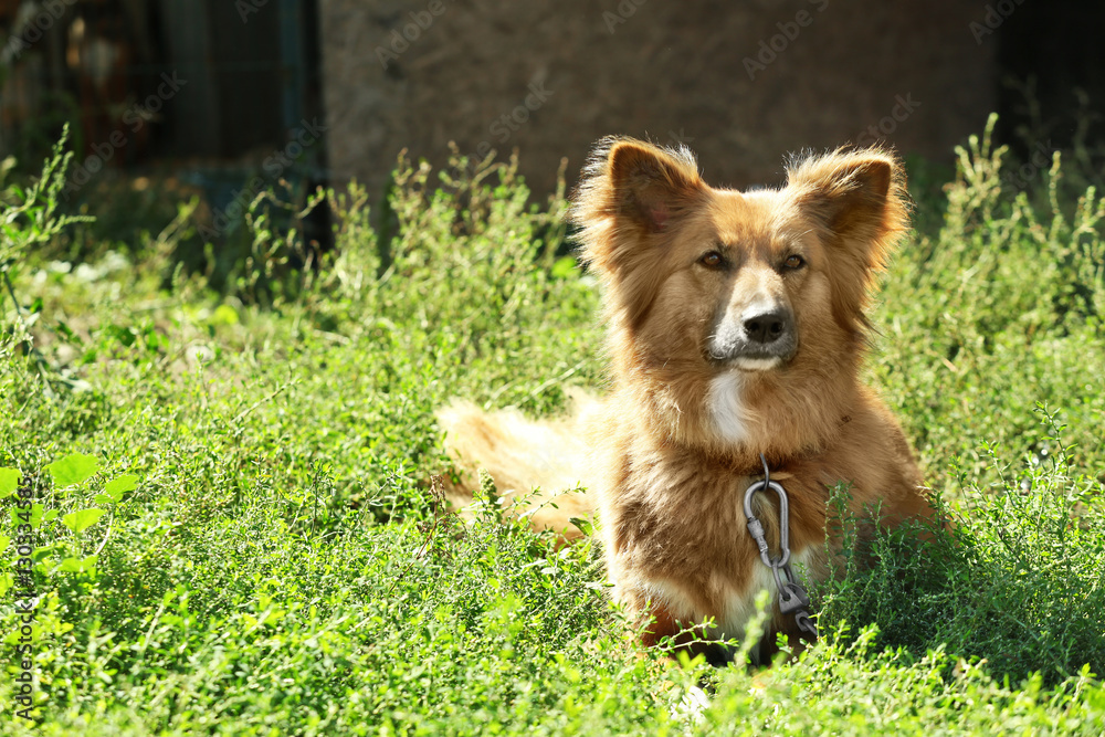 Naklejka premium Fluffy dog on green grass against blurred background