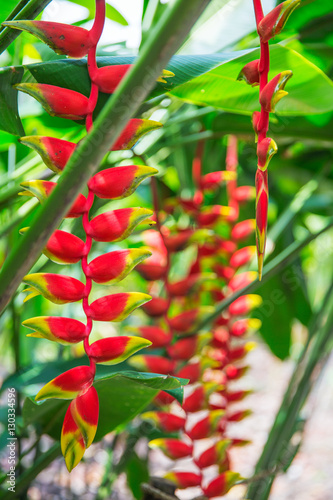 heliconia tropical flower in asian park