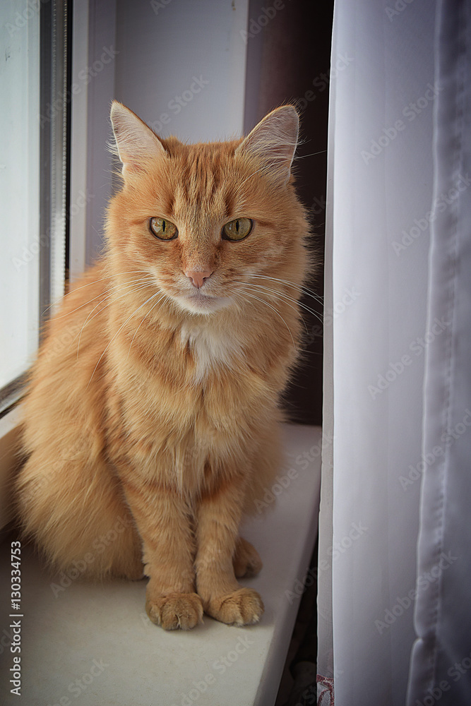 The cat on the windowsill