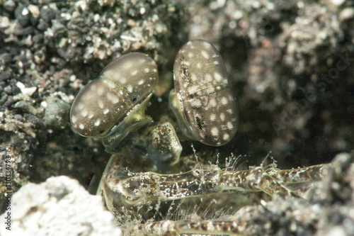 Olive coloured mantis shrimp (Gonodactylus platysoma), Sulawesi, Indonesia photo