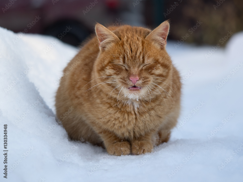 Red cat sitting among the snow drifts Red cat sitting among the snow drifts