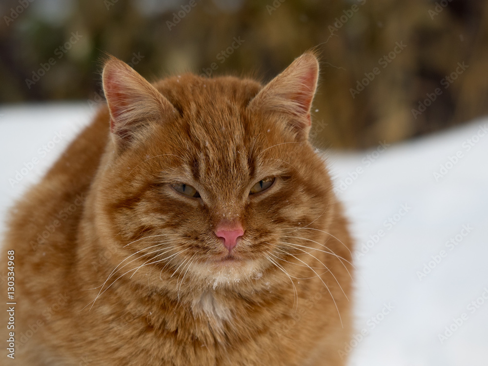 Red cat sitting among the snow drifts
