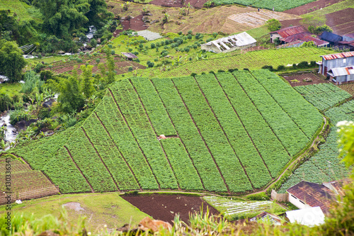 Aerial phot of vegetable fields at Wonosobo, Dieng Plateau, Central Java, Indonesia photo