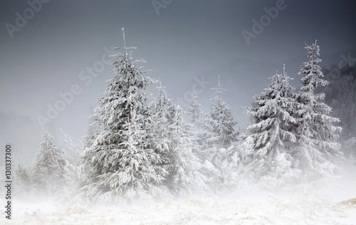 amazing winter sunrise through fog in the mountains © Melinda Nagy