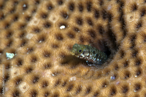 Roughhead blenny (Acanthemblemaria aspera), Dominica photo