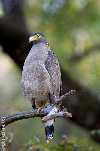 Crested serpent-eagle (Spilornis cheela), Bandhavgarh National Park, Madhya Pradesh  photo