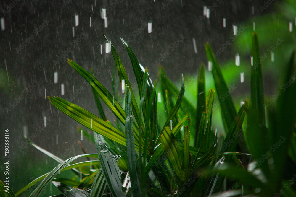 Obraz premium Tropical rain season in asia. Green palm leaves with drops of water on raining nature background.