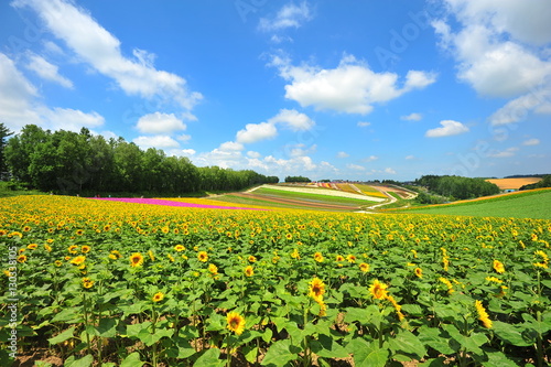 Colorful Flower Fields in Japan