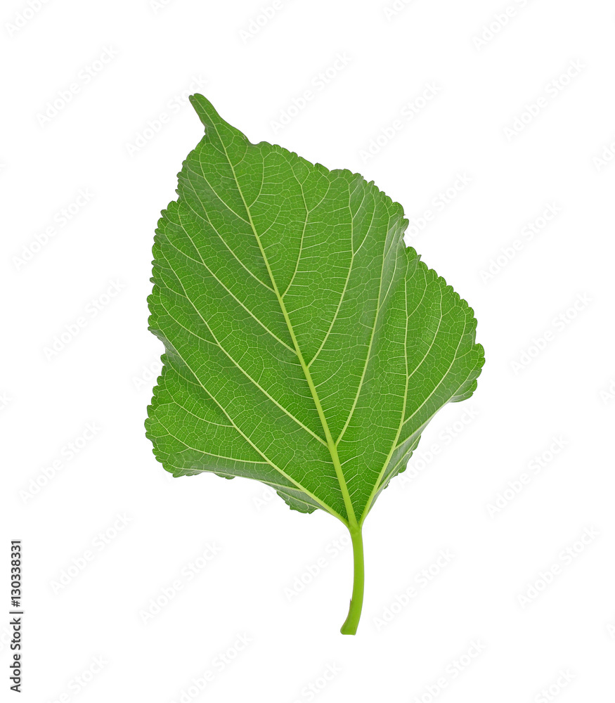 Green leaf. Isolated on a white. Green leaf. Isolated on a white.
