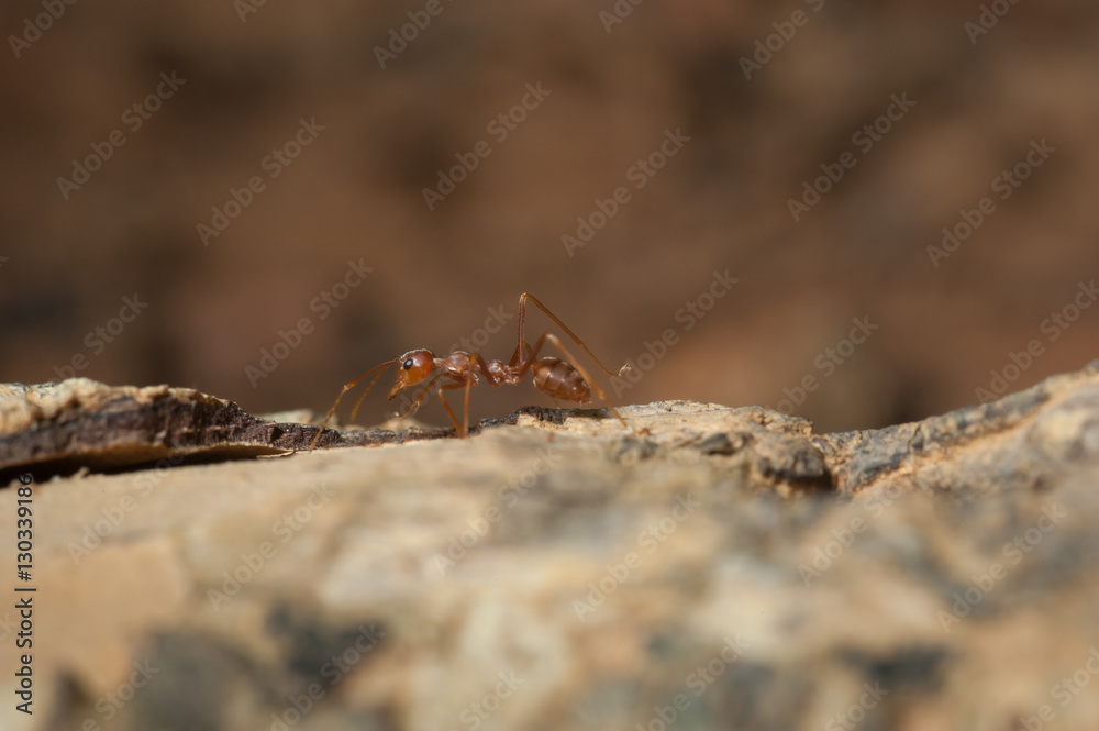 Obraz premium closed up : Red ant working on tree in the garden