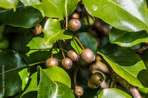 A group of Callery/Bradford Pear (Pyrus calleryana) fruit with leaves.