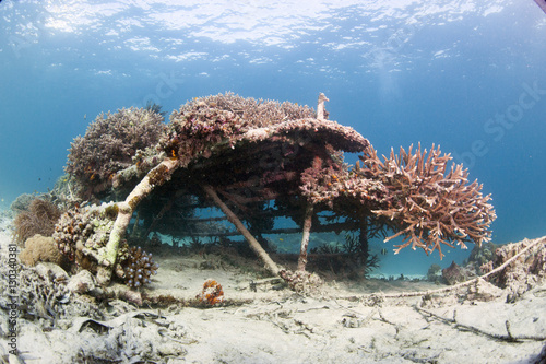 Coral encrusted biosphere in the marine reserve at Gangga Island, Sulawesi, Indonesia photo