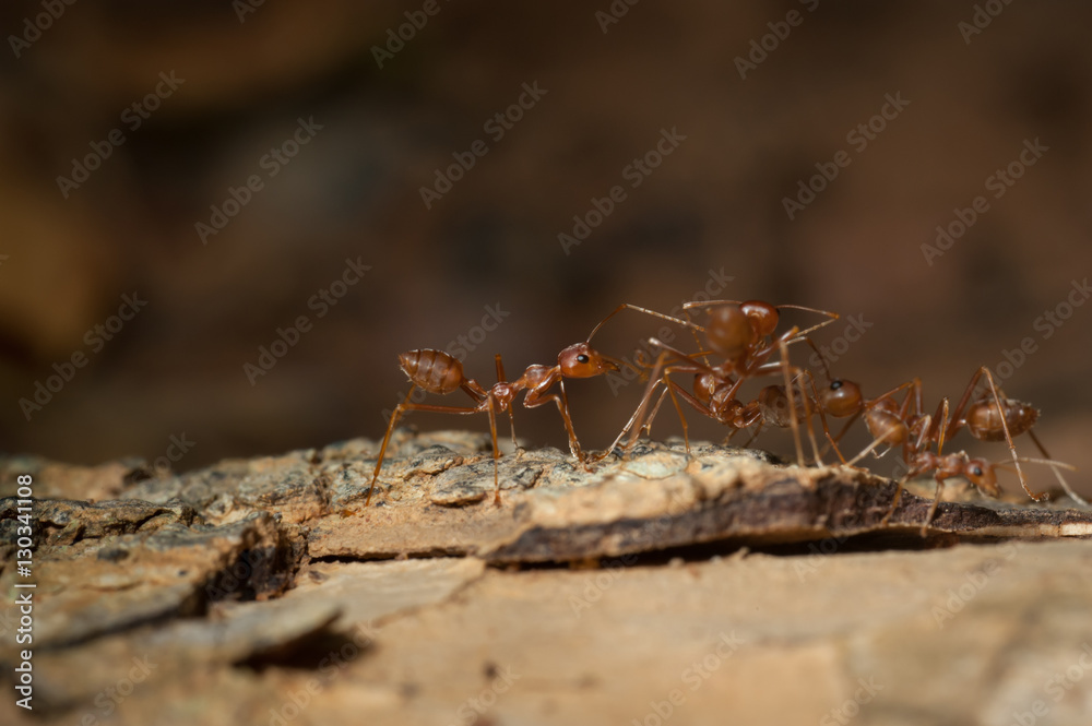 closed up : Red ant  working on tree  in the garden