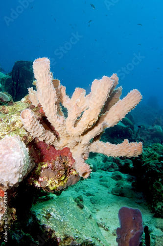 Yellow tube sponge (Aplysina fistularis), Dominica photo