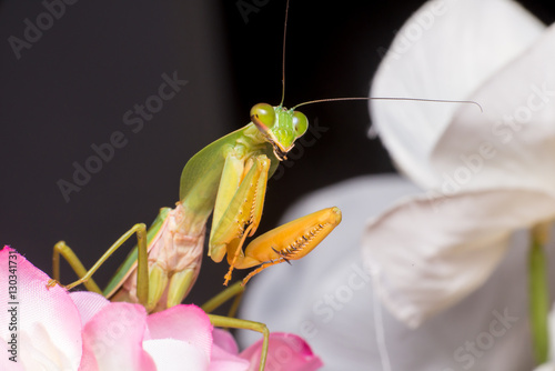 Giant Malaysian shield praying mantis (Rhombodera Basalis) resting on a purple and white flower photo