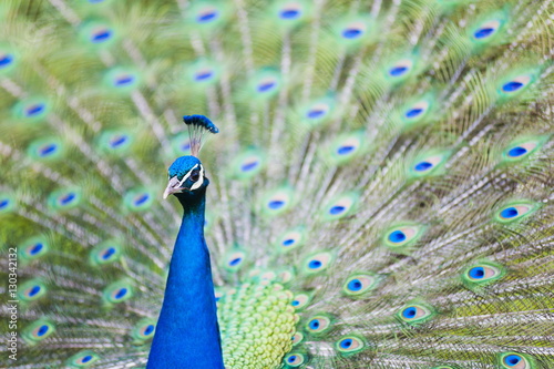 Male Peacock (Pavo cristatus) displaying Plumage at Leeds Castle, Maidstone, Kent photo