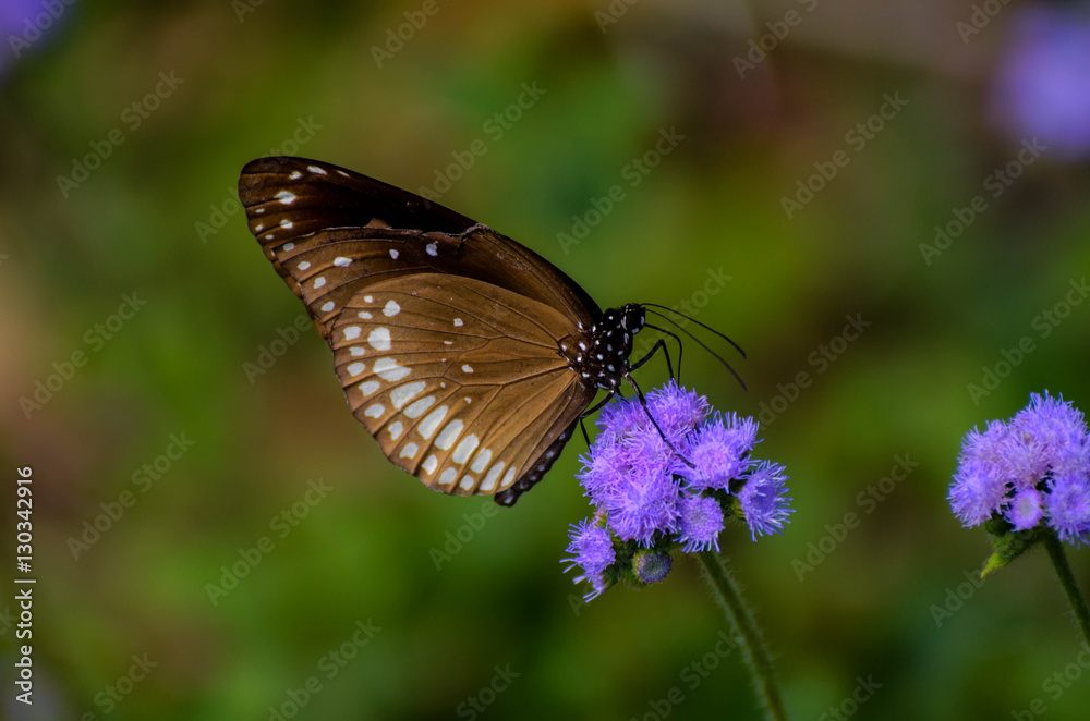 Naklejka premium Common Butterfly