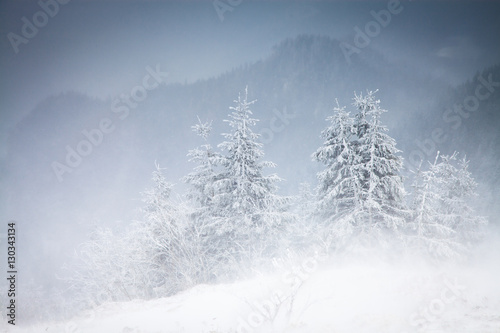 Christmas background with snowy fir trees in the mountains © Melinda Nagy