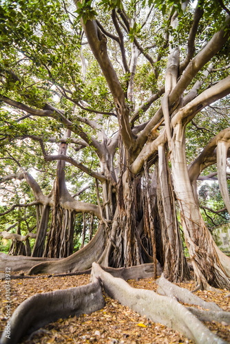 Large twisted roots of a Moreton Bay fig tree (banyan tree) (Ficus macrophylla), Palermo Botanical Gardens, Palermo, Sicily  photo