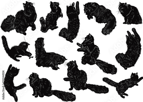 thirteen black cats sketches on white