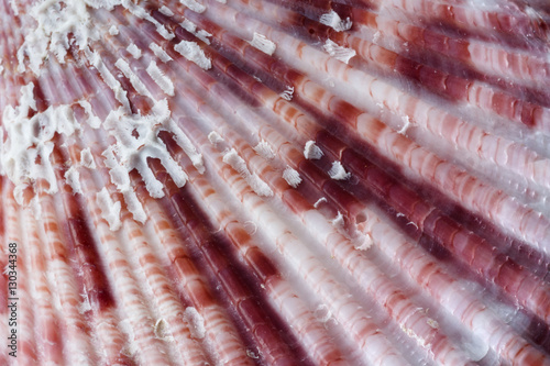Macroshot of a seashell
