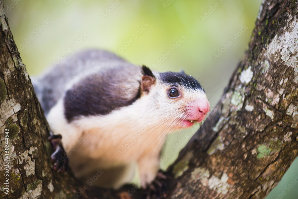 Grizzled giant squirrel (Ratufa macroura) at Sigiriya Rock Fortress, Sri Lanka Grizzled giant squirrel (Ratufa macroura) at Sigiriya Rock Fortress, Sri Lanka