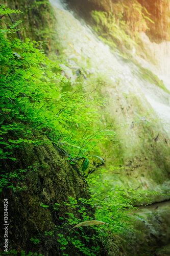 Maidenhair fern on the precipice of a waterfall in forest at Erawan National Park - A beautiful waterfall on the River Kwai. Kanchanaburi, Thailand © touch_of_eyes