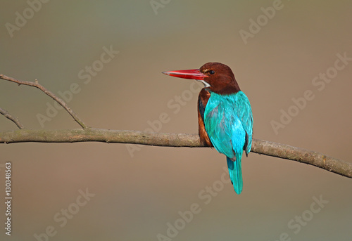 Fotografia, Obraz White-throated kingfisher