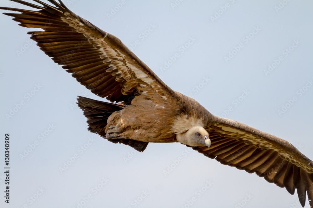 Fototapeta premium Griffon Vulture, (Gyps fulvus)