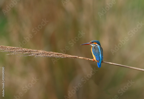 Photo of a common Kingfisher Alcedo atthis