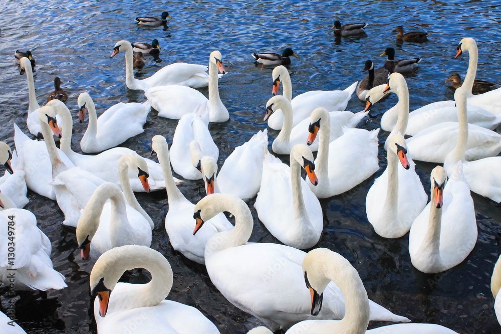 Obraz premium A Flock of Swan in the River Thames