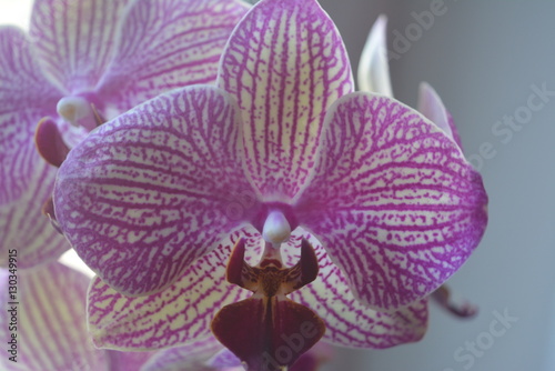 Fototapeta Naklejka Na Ścianę i Meble -  expensive luxury purple orchid speckled, cultivation, breeding, room flower, flower sales, business