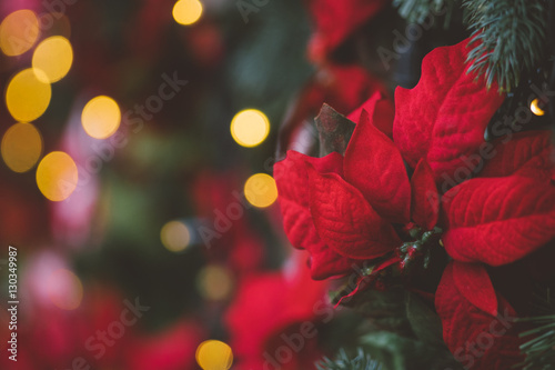 Christmas decoration with red poinsettia flower