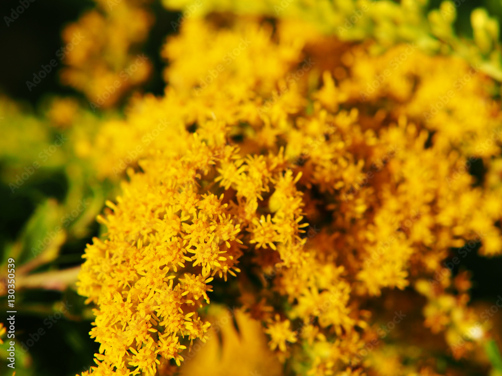 Solidago - goldenrod in full bloom, autumn, Poland. 