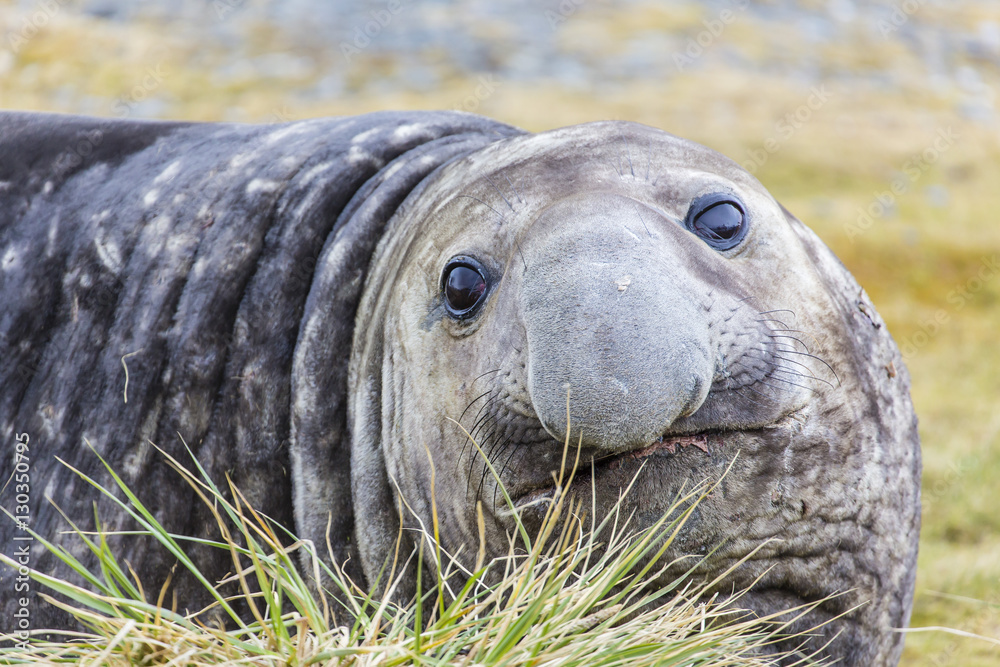 Southern elephant seal (Mirounga leonina) bull, Peggotty Bluff, South Georgia, South Atlantic Ocean Southern elephant seal (Mirounga leonina) bull, Peggotty Bluff, South Georgia, South Atlantic Ocean
