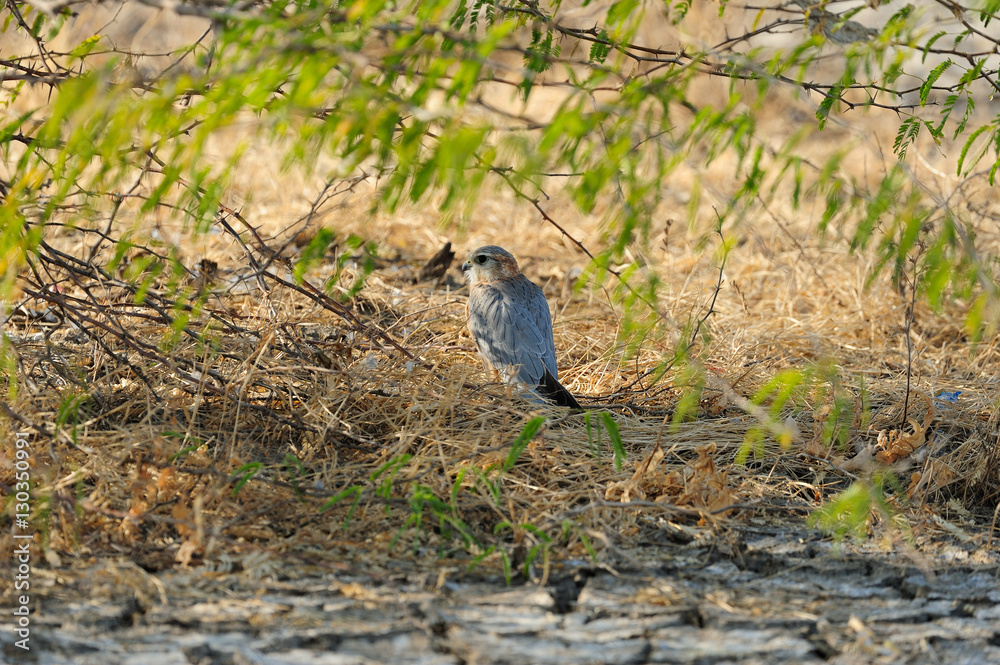 Merlin, a critically endangered bird in Little Rann of Kutch, Gujarat