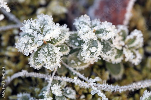 Frost and Ice Crystals on Cowberry Plant © Taina Sohlman