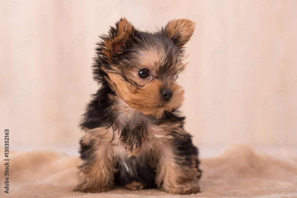 Beautiful puppy Yorkshire Terrier posing Beautiful puppy Yorkshire Terrier posing