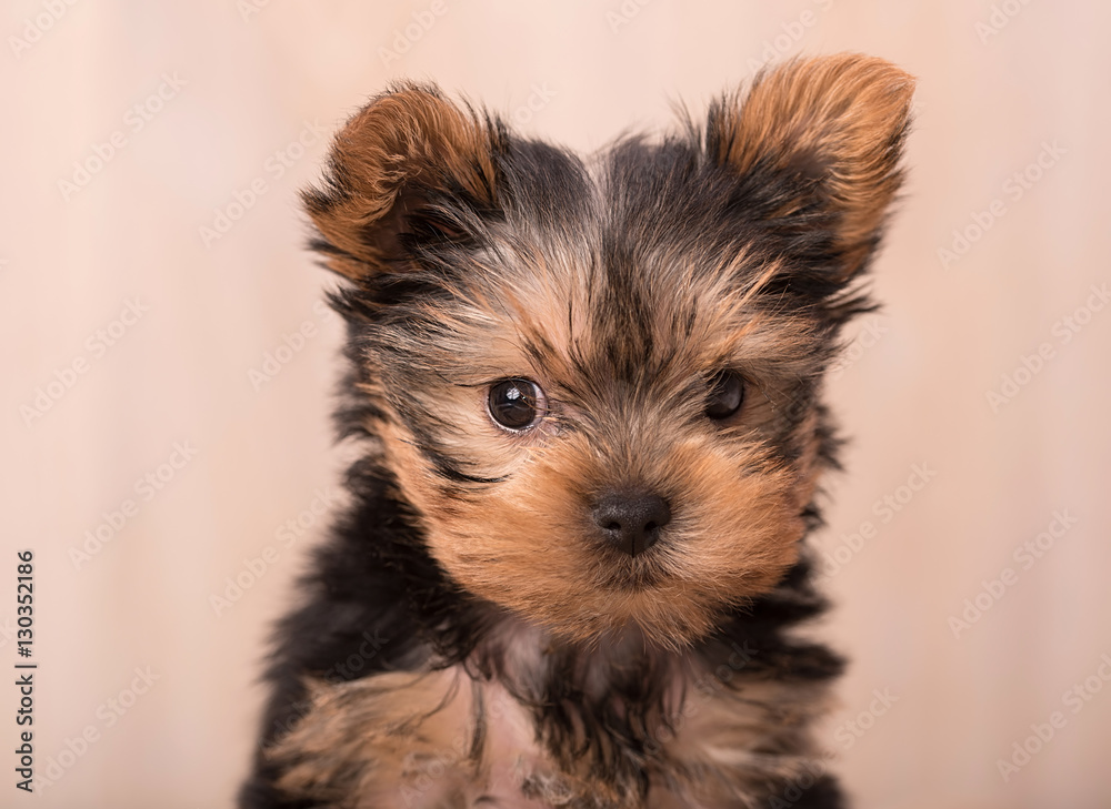Beautiful puppy Yorkshire Terrier posing Beautiful puppy Yorkshire Terrier posing