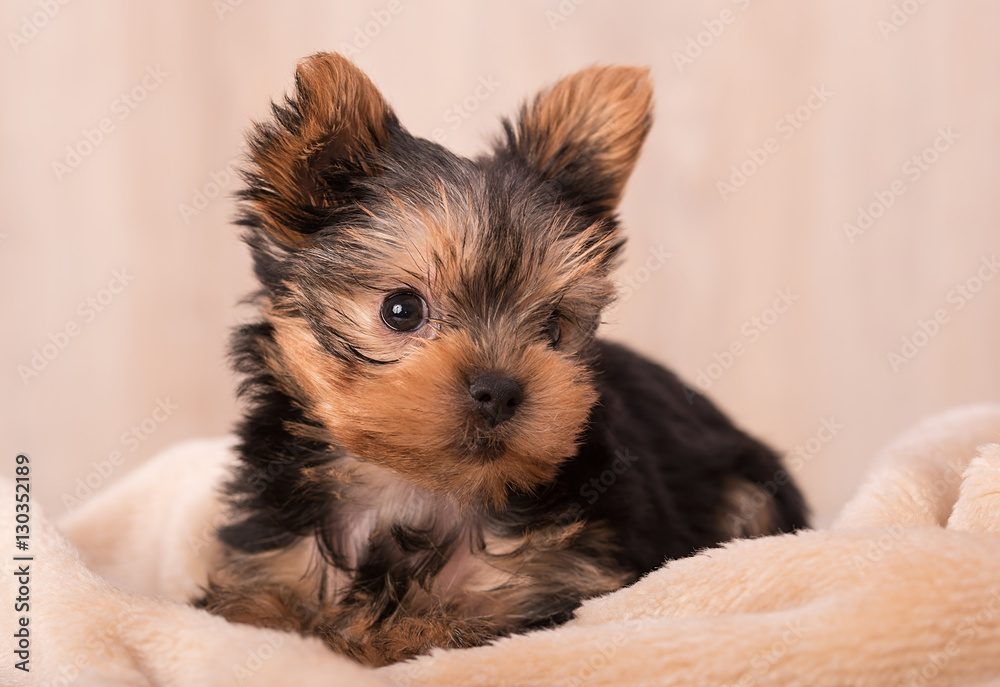 Beautiful puppy Yorkshire Terrier posing Beautiful puppy Yorkshire Terrier posing