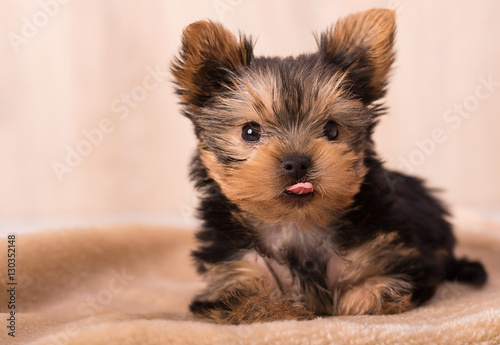 Canvas Print Beautiful puppy Yorkshire Terrier posing