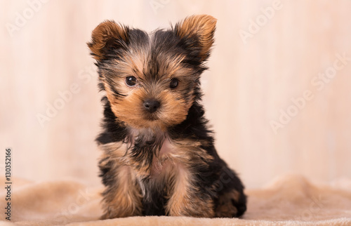 Beautiful puppy Yorkshire Terrier posing